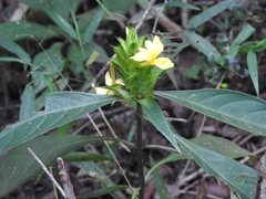 Barleria oenotheroides