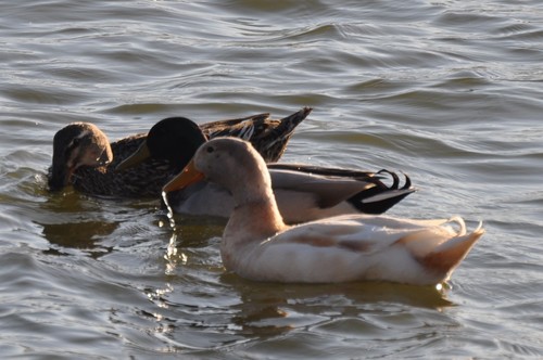 Mallard photographed in Oklahoma