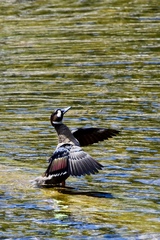 Speculanas specularis