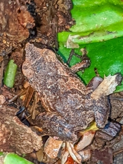 Craugastor stejnegerianus