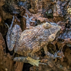 Craugastor stejnegerianus