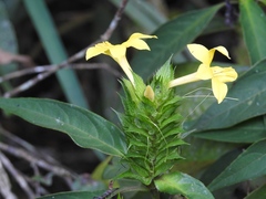 Barleria oenotheroides