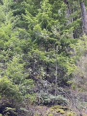 Ceanothus velutinus laevigatus
