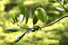 Ceanothus velutinus laevigatus