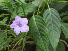 Ruellia breedlovei