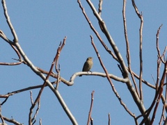 Haemorhous mexicanus