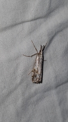 Hednota longipalpella