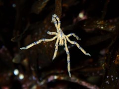 Pallenopsis macneilli