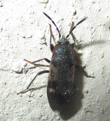Lanchnophorus singalensis