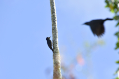 Melanerpes portoricensis
