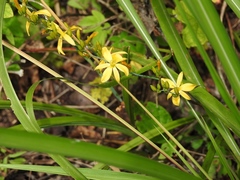 Echeandia breedlovei