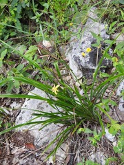 Echeandia breedlovei