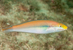 Cutribbon Wrasse photo 2