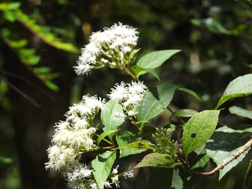 Ageratina pichinchensis#N# · iNaturalist