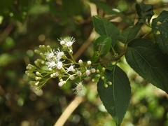 Ageratina pichinchensis