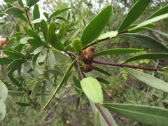 Colliguaja salicifolia