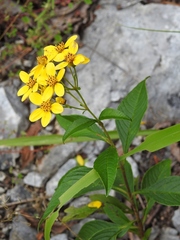 Electranthera mutica