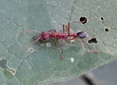 Myrmecia comata