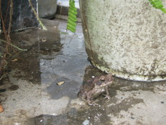 Rhinella marina