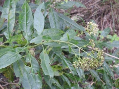 Critonia hospitalis