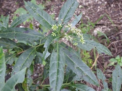 Critonia hospitalis