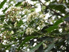 Critonia hospitalis