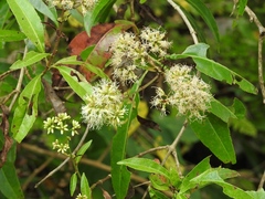 Critonia hospitalis
