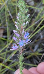Andersonia caerulea