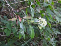 Critonia hospitalis