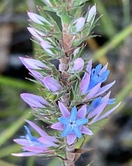 Andersonia caerulea
