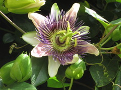 Passiflora alata × caerulea