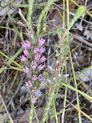 Andersonia caerulea