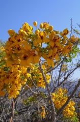 Senna galeottiana