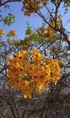Senna galeottiana