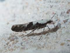 Argyresthia austerella