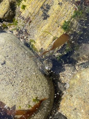 Octopus bimaculatus