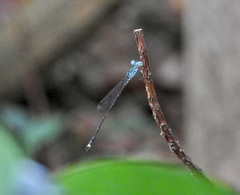 Indolestes tenuissimus