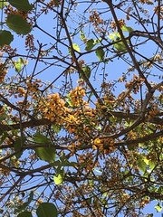 Platymiscium trifoliolatum