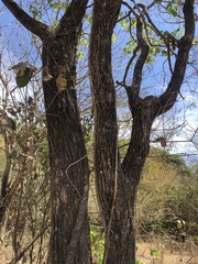Platymiscium trifoliolatum