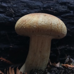 Gymnopilus ventricosus image