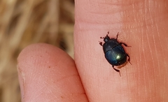 Saprininae