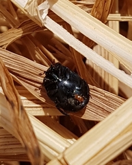 Saprininae