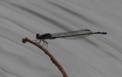 Pseudagrion hamoni