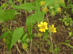 Verbesina hypoglauca