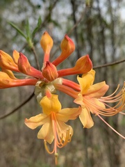 Rhododendron austrinum