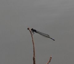 Pseudagrion hamoni