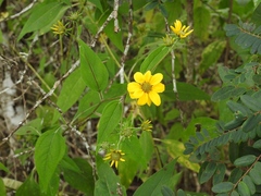 Verbesina hypoglauca