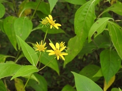 Verbesina hypoglauca