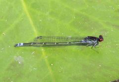 Pseudagrion hamoni