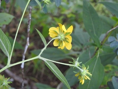 Verbesina hypoglauca